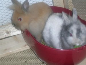 Wir gehen sogar zusammen auf Klo..._k.JPG