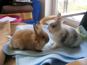 Leo & Ramses (1)_k.JPG