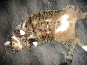 Tammy Frauenarztstellung.JPG