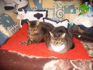 Tiger und Tammy auf Rot.JPG