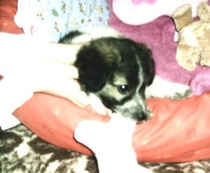 babyhundsi-26.3.2007 002-1.jpg
