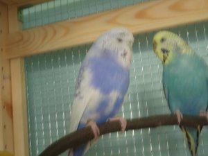 weihnachten06 003.jpg