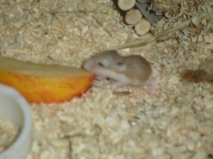 Hamster Baby nach 2 Wochen.JPG