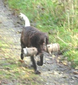 Rica beim Apport.JPG