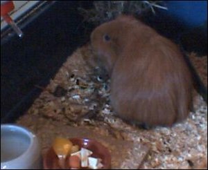 shadow 20.04.2007.jpg