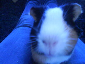 DSC00568 - Kopie.JPG