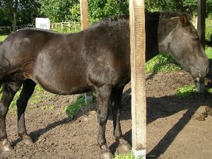 Maus Sommer 08 031.jpg