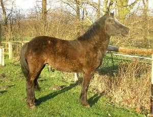 Resi FrÃ¼hjahr 2008 036.jpg