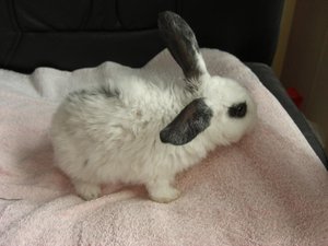Kanin1.jpg