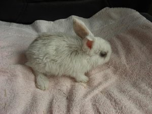 Kanin2.jpg