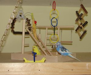 Piepmatz und Coco (17).jpg