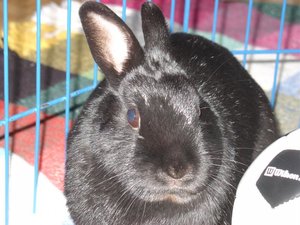 Hasen 02.02.2008 (14).jpg