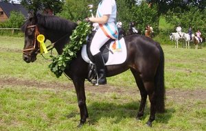 rappe mit brauner trense.jpg