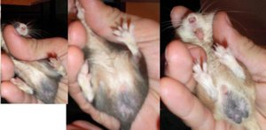 mÃ¤use geschlecht.jpg