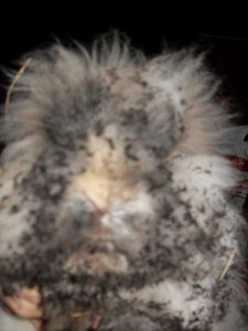 Lilli und Luna und der Hebammenkurs 001.jpg