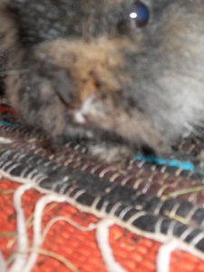 Lilli und Luna und der Hebammenkurs 006.jpg