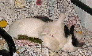 Jersey und Alaska.jpg