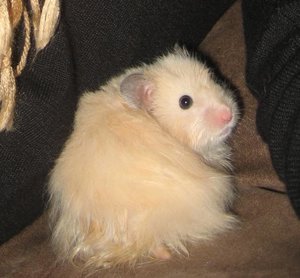 25.02.09_ Snuggi ca. 12 wochen alt.jpg