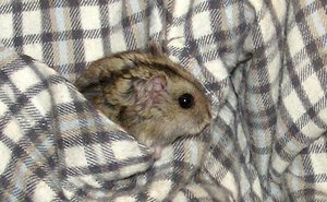 hamster02.jpg hamster02.jpg