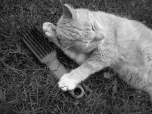 Titus bei der KÃ¶rperpflege2.jpg