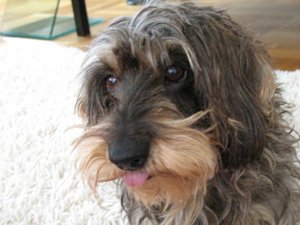 ein tleiner dattel!!.jpg