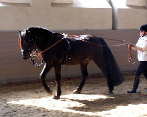 ShermanAm langen Zuegel V.jpg