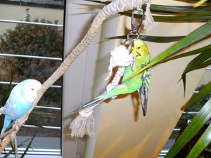 VÃ¶gelchen  FederbÃ¤llchen & alles so was 019.jpg