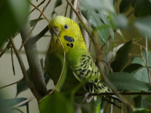 Silvester 08, VÃ¶gel+ Mick Votti im Schnee =) 025.jpg