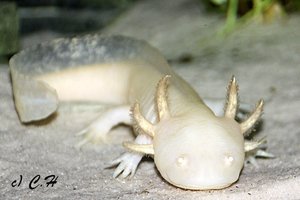 IMG_9519bkc.JPG IMG_9519bkc.JPG