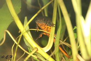 IMG_9664bkc.JPG IMG_9664bkc.JPG