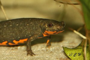 IMG_9679bkc.JPG IMG_9679bkc.JPG