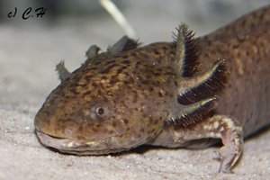 IMG_9686bkc.JPG IMG_9686bkc.JPG