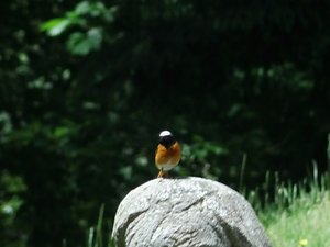 Vogel-1 (2)_Drucken.JPG