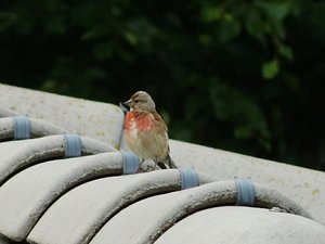 DSCI1901 (2)_Drucken.JPG