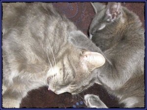 kooa-17-a1d0.jpg kooa-17-a1d0.jpg