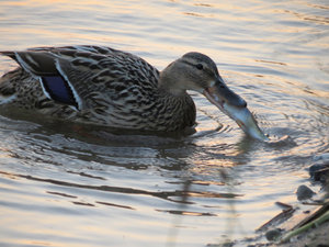 Wildfoto 1.jpg Wildfoto 1.jpg