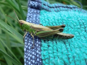 CIMG1586.JPG CIMG1586.JPG