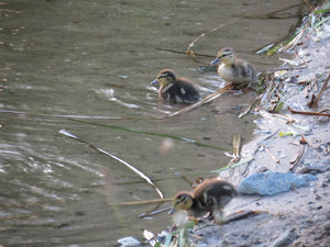 Wildfoto2.jpg Wildfoto2.jpg