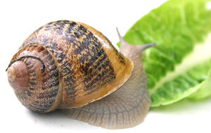 Schnecke2b.jpg