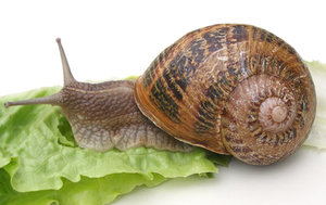 Schnecke1b.jpg