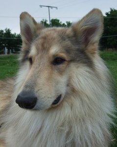 Rocky Portrait 2012 a.JPG
