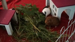 PHOTO_20130629_114955 (640x360).jpg