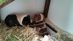 PHOTO_20130615_121823 (640x360).jpg