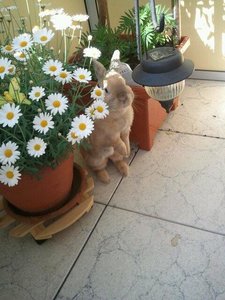 1002801_580858581955037_2089960811_n.jpg 1002801_580858581955037_2089960811_n.jpg