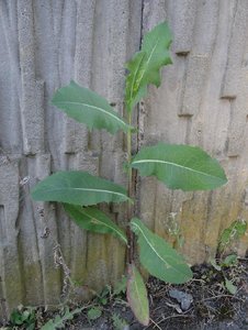 DSC03996.JPG DSC03996.JPG