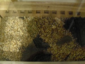 CIMG1227 (640x480).jpg