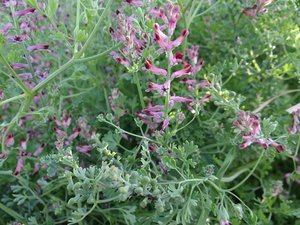 DSC04020.JPG DSC04020.JPG