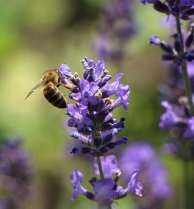 IMG_1549.JPG IMG_1549.JPG