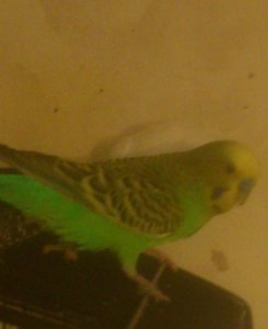 hakuli.jpg hakuli.jpg