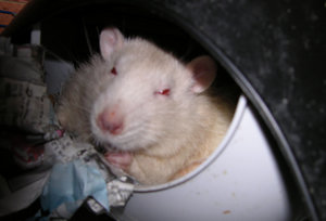 LOKI_RIP.jpg LOKI_RIP.jpg